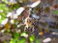 2008-1009_1450_Spider_17,6C